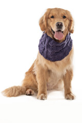 Obraz premium golden retriever dog sticking out tongue wearing a scarf