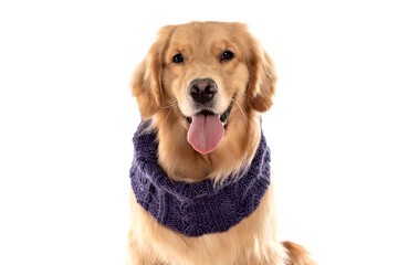 golden retriever dog sticking out tongue wearing a scarf