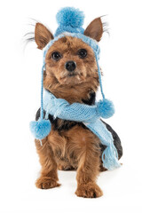 yorkshire dog wearing a winter hat looking and posing for the camera in a studio by a white background