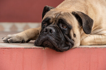 boxer dog resting on the floor with a sad face 