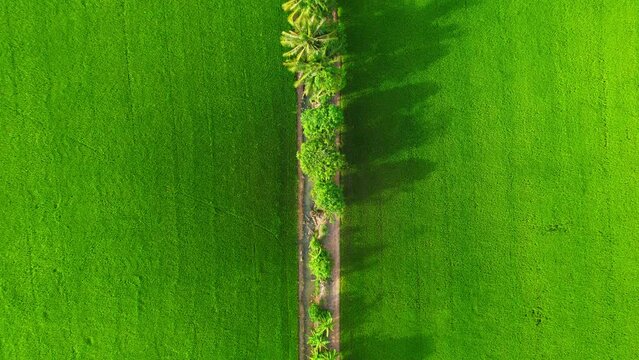 4K Aerial view of agriculture in rice fields for cultivation. a green rice field waving in the wind, green rice plants growing. agricultural industry in Pathum Thani, Thailand
