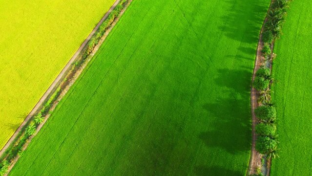 4K Aerial view of agriculture in rice fields for cultivation. a green and yellow rice field waving in the wind, green and yellow rice plants growing. agricultural industry in Pathum Thani, Thailand
