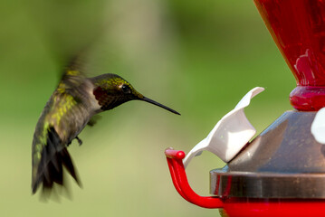 hummingbird in flight