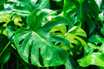 Monstera Deliciosa Split leaf philodendron leaf covered in water droplets of a watering in greenhouse © JD Images