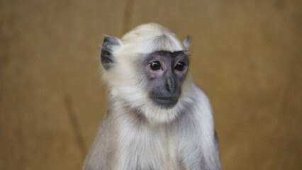 Hulman-Langur monkey sitting on a rock Close Up