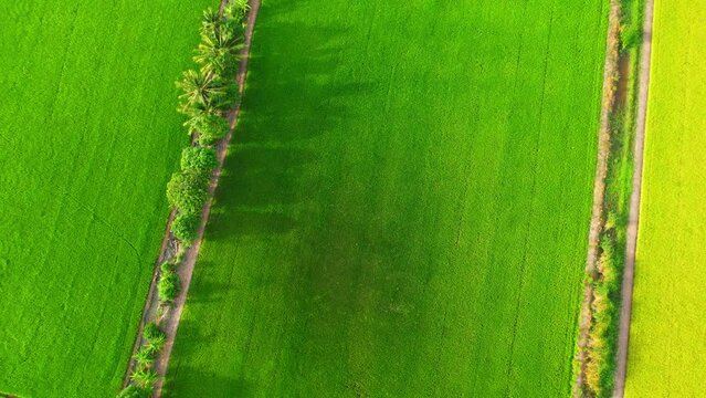 4K Aerial view of agriculture in rice fields for cultivation. a green rice field waving in the wind, green rice plants growing. agricultural industry in Pathum Thani, Thailand
