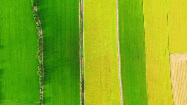 Drone flying over the beautiful green and yellow rice field scenery. nature pattern background. agricultural industry in Pathum Thani Province, Thailand
