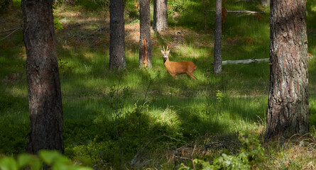 Cute ginger brown roe deer in a green summer forest. Idyllic landscape. Latvia. Wildlife, animals,...