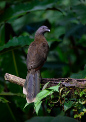 Grey-headed chachalaca standing on log against green background