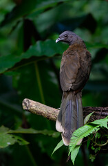 Grey-headed chachalaca standing on log against green background