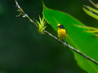 Male Thick-billed Euphonia on tree branch against green background