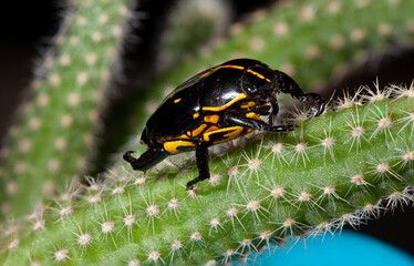 beetle in macro photo