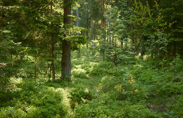Majestätischer immergrüner Kiefernwald. Mächtige Bäume, Blätter. Weiches goldenes Sonnenlicht, Sonnenstrahlen. Stimmungsvolle Landschaft. Natur pur, Ökologie, Umweltschutz © Aastels