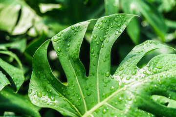 Fototapeta premium Monstera Deliciosa Split-Leaf Philodendron close up with water in bright greenhouse