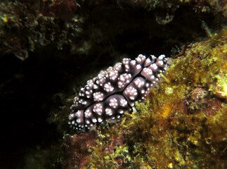 A Phyllidiella pustulosa nudibranch on corals Boracay Island Philippines