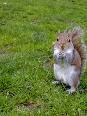 Squirrel on the grass