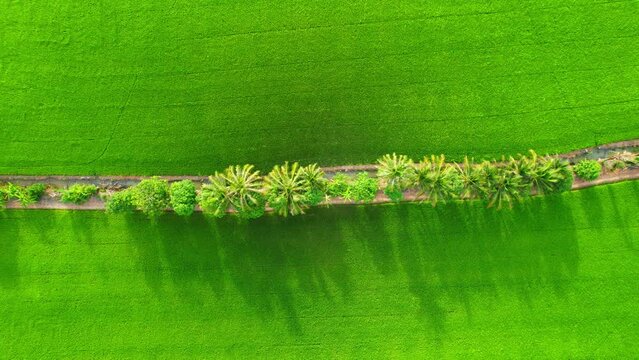 4K Aerial view of agriculture in rice fields for cultivation. a green rice field waving in the wind, green rice plants growing. agricultural industry in Pathum Thani, Thailand
