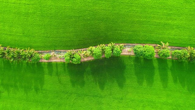 4K Aerial view of agriculture in rice fields for cultivation. a green rice field waving in the wind, green rice plants growing. agricultural industry in Pathum Thani, Thailand
