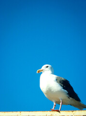 Lonely Seagull on the beach