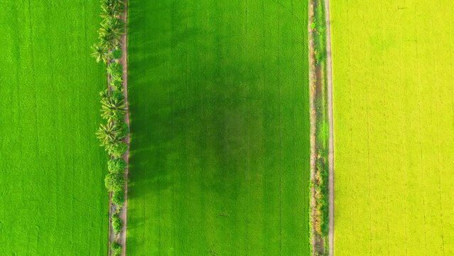 4K Aerial Wide view of Beautiful green and yellow rice fields in the rural of Pathum Thani Province, Thailand. Green nature background. Fresh Sapling rice. 
