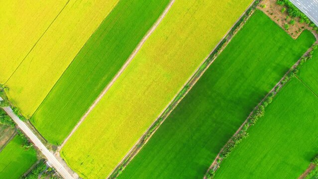 4K Aerial view of agriculture in rice fields for cultivation. a green and yellow rice field waving in the wind, green and yellow rice plants growing. agricultural industry in Pathum Thani, Thailand
