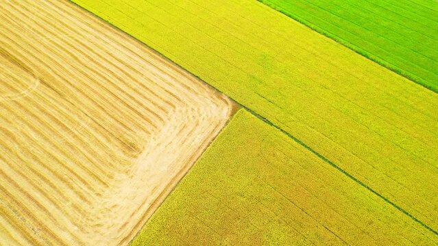 The sapling of the green and yellow rice plant. Video of fresh spring rice field green and yellow background. agricultural industry in Pathum Thani Province, Thailand. nature background. 4K drone.
