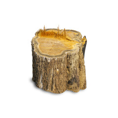 Teak stump isolated on white background with clipping path, The stump of a teak tree that has been cut short.