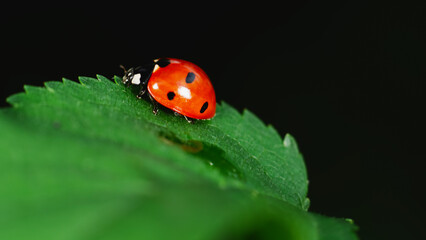ladybug on leaf