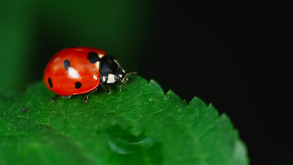 Fototapeta premium ladybug on grass