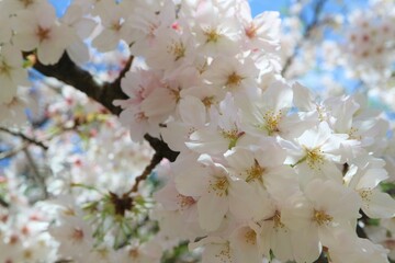 躍動感のある桜の花　青空