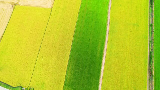 4K Aerial Wide view of Beautiful green and yellow rice fields in the rural of Pathum Thani Province, Thailand. Green nature background. Fresh Sapling rice. 
