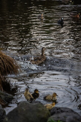 Feeding ducks, swans, geese, and duckilngs down by the lake in Christchurch New Zealand