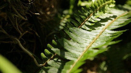 sunlight filtering through trees