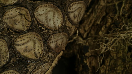 不思議な木目の模様　樹木の背景素材