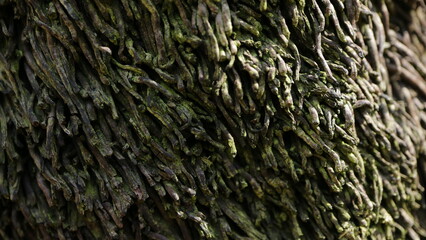 ゴツゴツした植物の背景素材