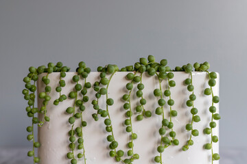 Curio rowleyanus string of pearls in a decorative pot