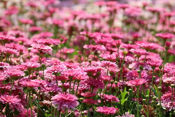 pink flowers in the garden