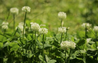 Fototapeta premium lawn and white clover
