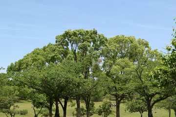 Obraz premium trees in the park