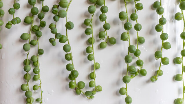 String of pearls hanging from a white pot isolated background