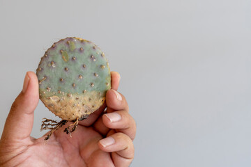 Opuntia Santa Rita Prickly Pear bare roots cactus holding in hand
