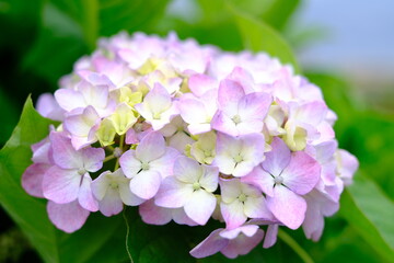 梅雨でも明るく咲くアジサイ