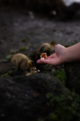 Feeding ducks, swans, geese, and duckilngs down by the lake in Christchurch New Zealand