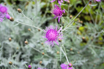 セントーレア　シルバーフェザー