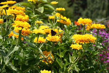 Sunny summer day.In a flower bed in a large number yellow zinnias grow and blossom.The butterfly sits in the center on a flower.
