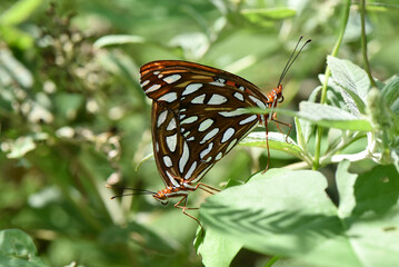 Two gulf fritillary also know as passion butterfly on green leaf.