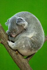 Koala sleeping on a tree