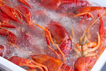 Red lobsters in the ice. Frozen foods. Luxury fresh seafood.  Fresh frozen seafood.