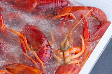 Red lobsters in the ice. Frozen foods. Luxury fresh seafood.  Fresh frozen seafood.