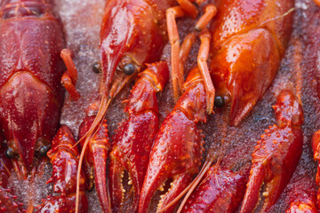 Red lobsters in the ice. Frozen foods. Luxury fresh seafood.  Fresh frozen seafood.